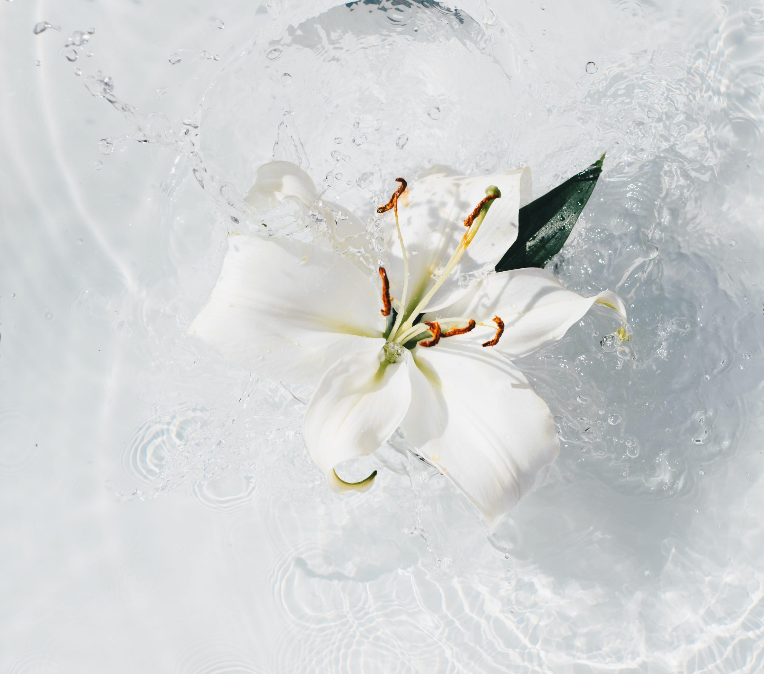 A lily in water