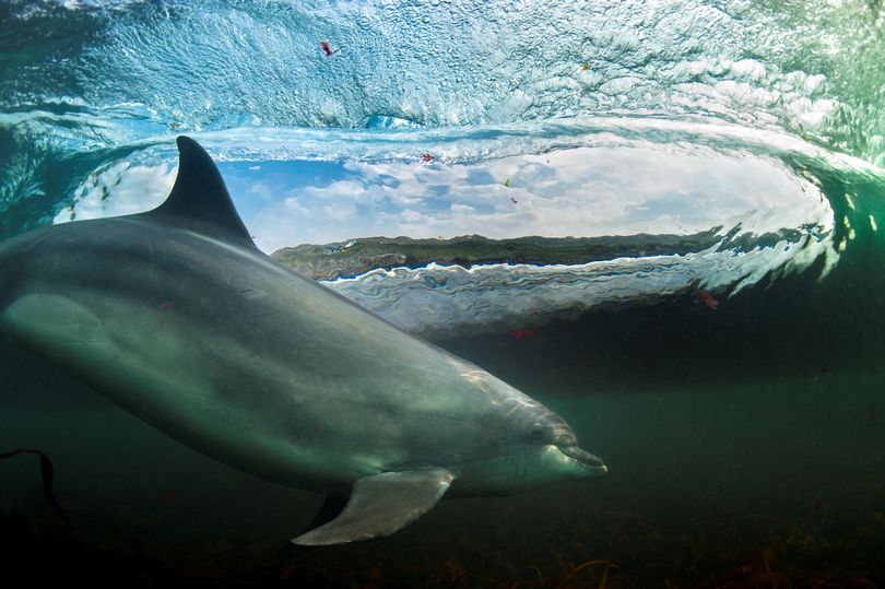 Plymouth residents asked to help watch bottlenose dolphins